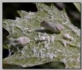 Metcalfa pruinosa
